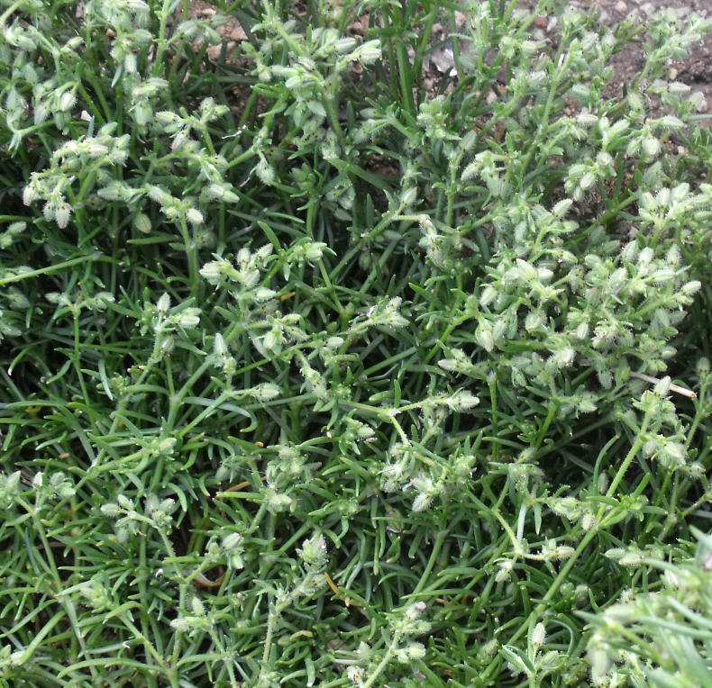 Determinazione 2 - Spergularia sp.